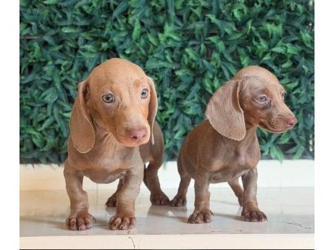Dachshund mikro sosis yavrular özel renkler