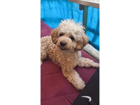 Dişi toy poodle 7 aylık