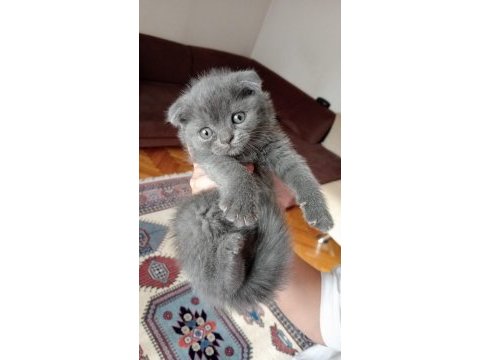 Scottish fold