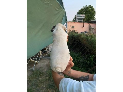 Güzel french bulldog yavrularımız