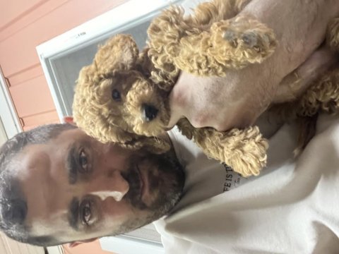 0.3 aylık erkek sağlıklı tüm aşıları tam poodle