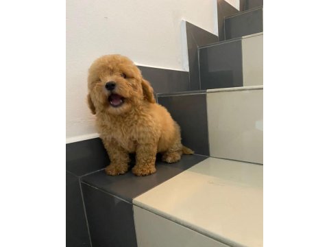 Dünya tatlısı maltipoo yavruları