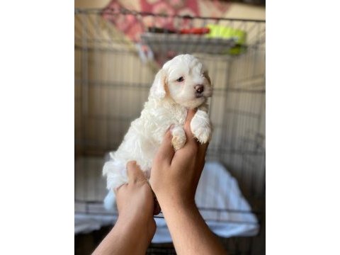 Terrier yavrumuz yeni ailesini arıyor