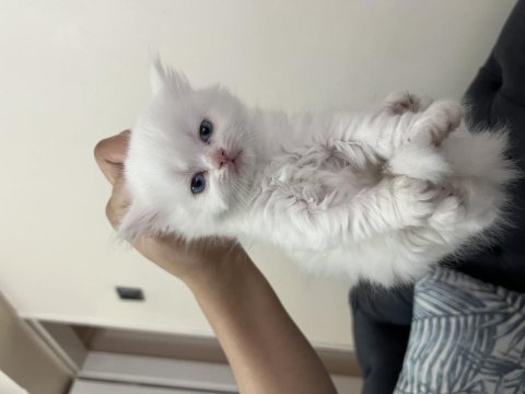 British shorthair yavrular
