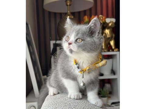 British shorthair bicolor