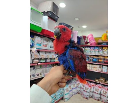 El besleme eclectus bordo-mavi