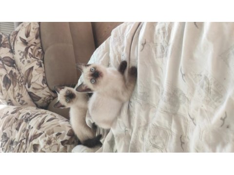17nisan doğumlu anne baba aynı ırk cins kedimiz