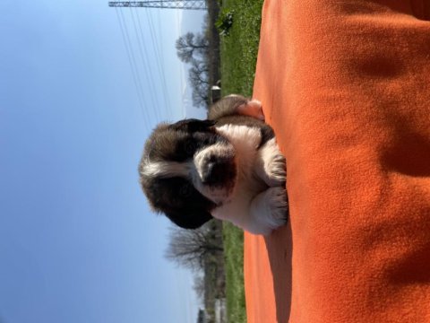 Irk ve sağlık garantili st bernard yavrular