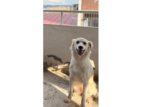 1 yaşında dişi labrador