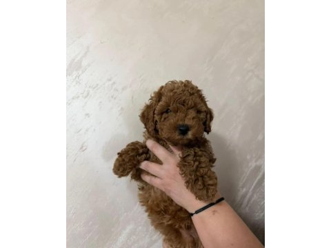 Toy poodle veteriner kontrolünde büyüyen yavrularımız