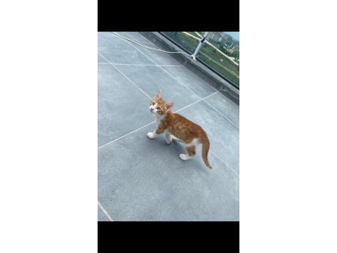 Birbirinden güzel bakımlı sarman kediler