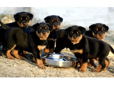Koca kafa rottweiler yavrularım