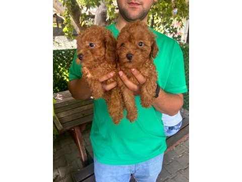 Poodle yavruları ücretsiz değildir