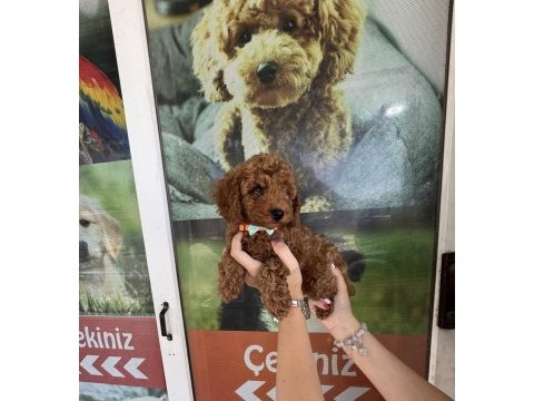 Kore dişi erkek bakımlı poodle minnoşlarımız