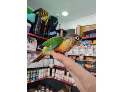 El besleme 3 farklı renk konur papağanı