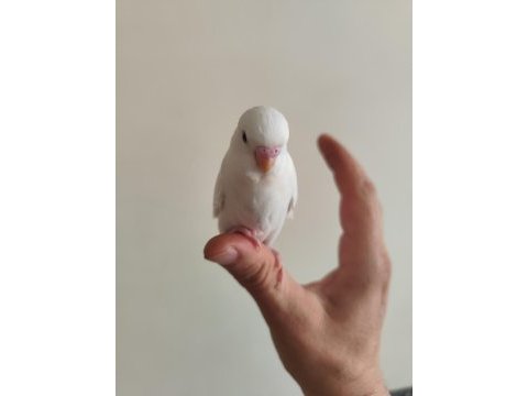 Yeni yeme düşen albino yavru muhabbet kuşu