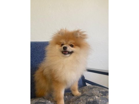 7 aylık pomeranian erkek