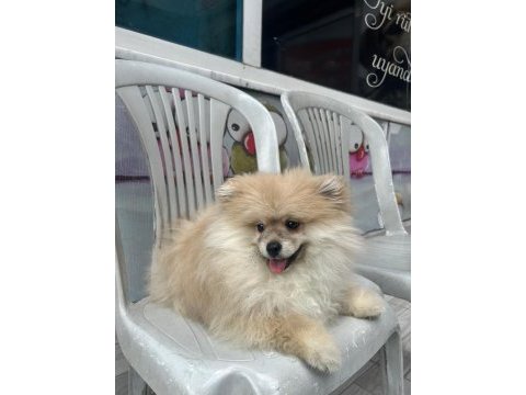 2 aylık erkek pomeranian
