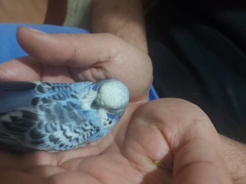 Ele alıştırmalık jumbo kırıkları kuşlarımız