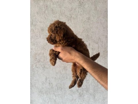 Kore (teacup) poodle dişi 2 aylık
