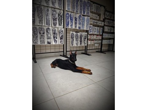 120 günlük safkan dişi doberman