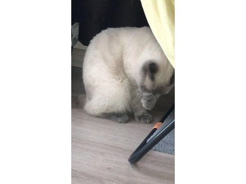 8 aylık scottish fold