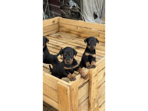 Üst seviye doberman yavruları