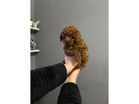 Kore kan erkek poodle