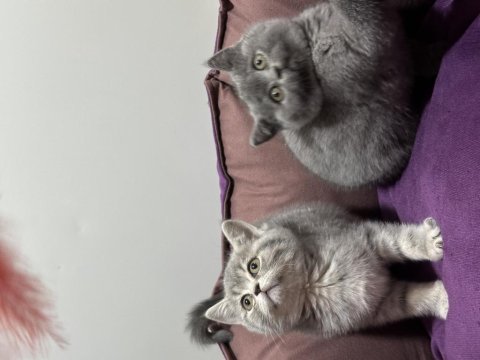 Ayı surat koca kafa british shorthair bebekler