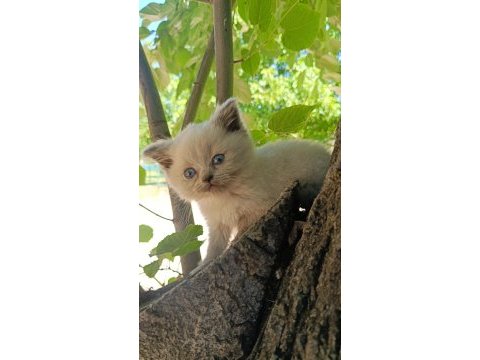 Orjinal yavru british shorthair blue point erkek