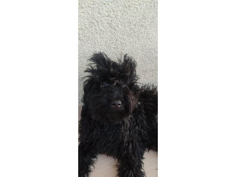 Gecenin dodosu poodle
