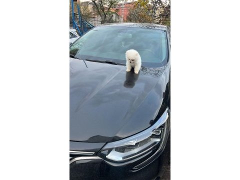 Sevimli pomeranian boo