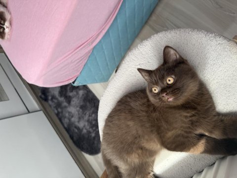 British shorthair çikolata erkek bebek