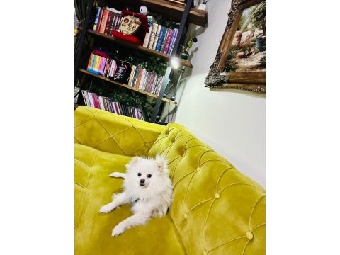 Pomeranian erkek