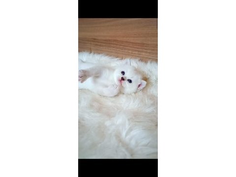 Silver ve silver point iki dişi yavru british shorthair