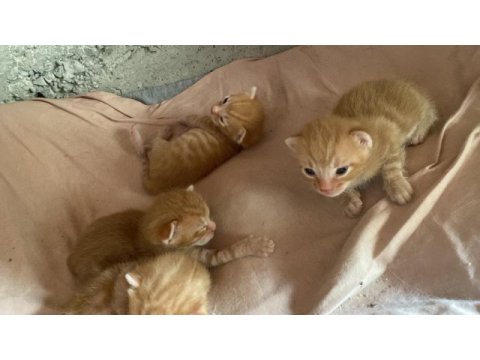 Sarman yavru tekir kedi
