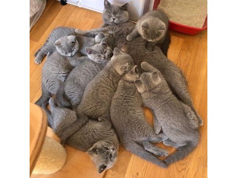 A++ a62 orjinal british shorthair yavrular hazır