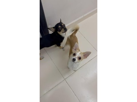 9 aylık chihuahua bebeklerimiz sahiplendirilecektir