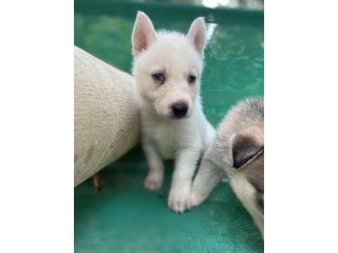 Sibirya kurdu (husky) yavrularımız