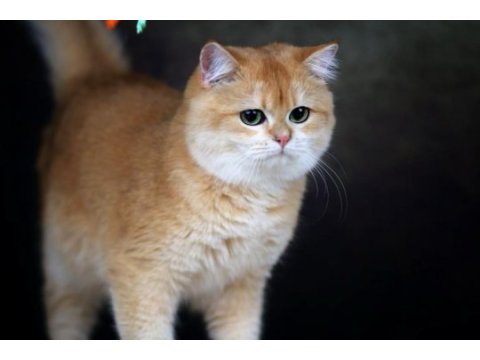 British shorthair ny12 full şecere