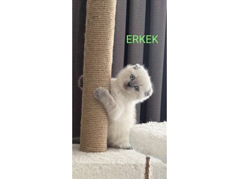 2 aylık scottish bluepoint shorthair yavrular