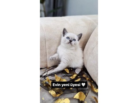 British shorthair blue point