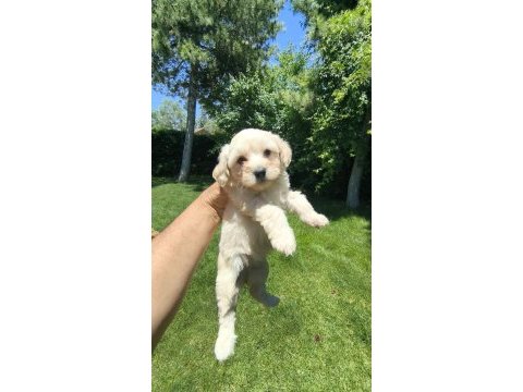 Maltipoo yavrular