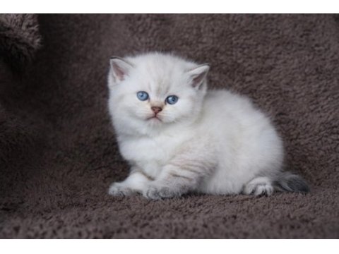 British shorthair 2 aylık kedimiz