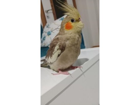 Konuşan sultan papağanı yavrusu ısırma huyu yok