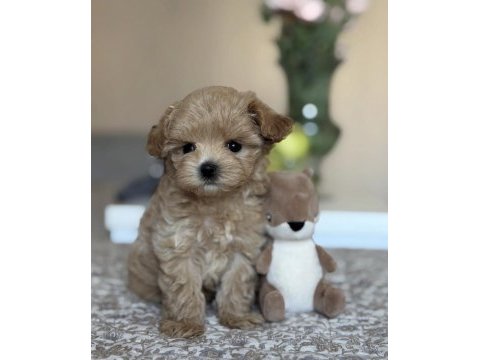 Safkan maltipoo yavruları