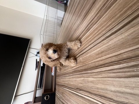 Sağlıklı süper oyuncu 0 numara toy poodle erkek
