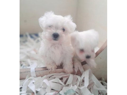 0 numara bembeyaz maltese terrier yavrularımız
