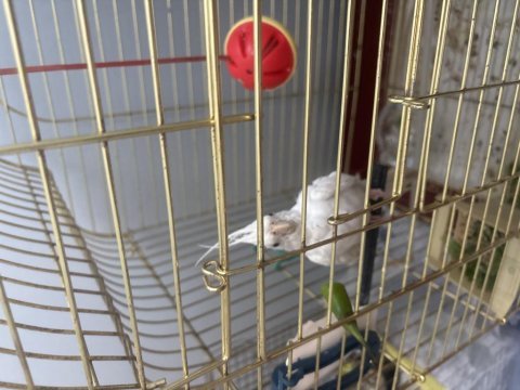 3.5 aylık erkek albino sultan papağanı