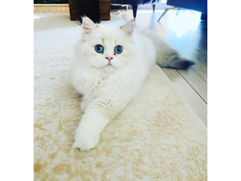 British longhair
